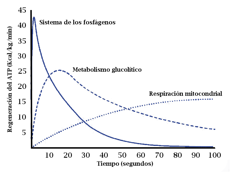 Interacción entre los diferentes sistemas energéticos a diferentes niveles de ejercicio intenso (100 s hasta la extenuación), con diferentes necesidades de regeneración de ATP. (Adaptado de Roberts, 2001)